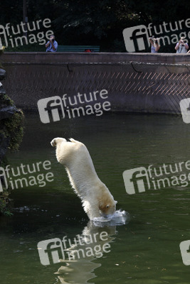 Neuer Eisbär im Tierpark Berlin