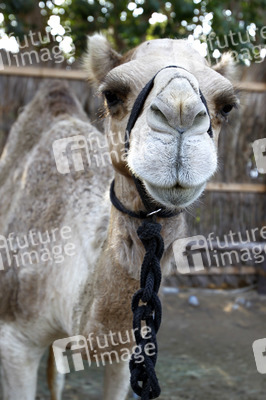 Im Heritage Village, Dubai