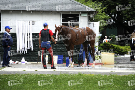 California Chrome bei den Belmont Stakes 2014, Elmont