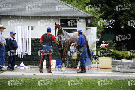 California Chrome bei den Belmont Stakes 2014, Elmont