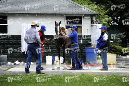 California Chrome bei den Belmont Stakes 2014, Elmont