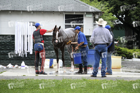 California Chrome bei den Belmont Stakes 2014, Elmont