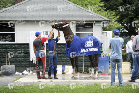California Chrome bei den Belmont Stakes 2014, Elmont