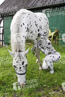Dalmatiner / Dalmatian Bodypainting