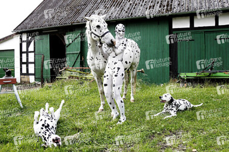 Dalmatiner / Dalmatian Bodypainting
