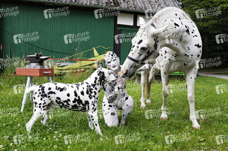 Dalmatiner / Dalmatian Bodypainting