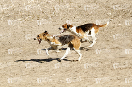 Rügen Cross Country 2014
