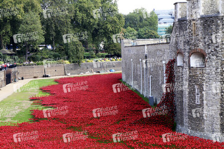 Poppy Installation am Tower, London