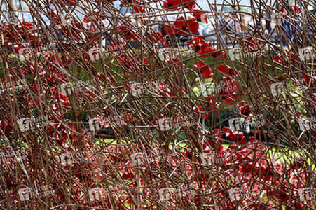 Poppy Installation am Tower, London