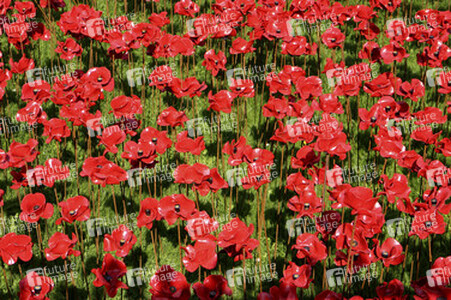 Poppy Installation am Tower, London