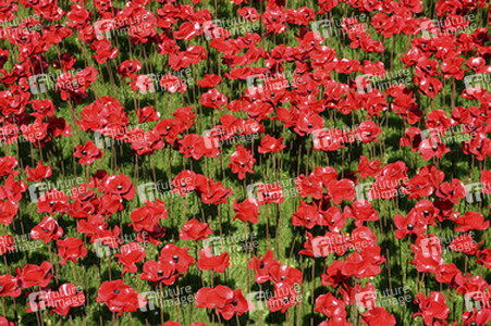 Poppy Installation am Tower, London