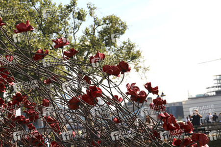 Poppy Installation am Tower, London