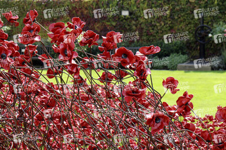 Poppy Installation am Tower, London