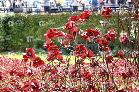 Poppy Installation am Tower, London