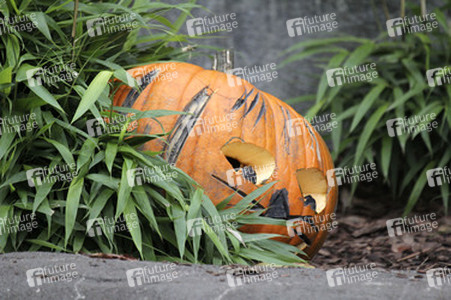 Halloween bei den Sibirischen Tigern, Hamburg