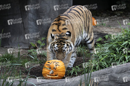Halloween bei den Sibirischen Tigern, Hamburg