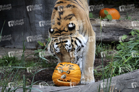 Halloween bei den Sibirischen Tigern, Hamburg