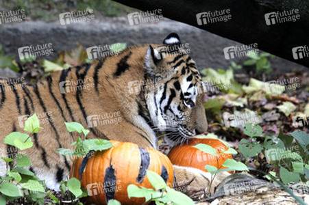 Halloween bei den Sibirischen Tigern, Hamburg