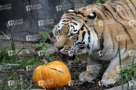 Halloween bei den Sibirischen Tigern, Hamburg