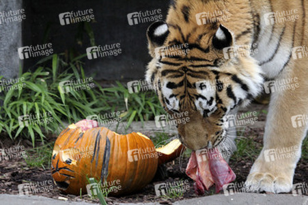 Halloween bei den Sibirischen Tigern, Hamburg