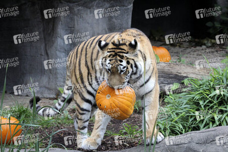 Halloween bei den Sibirischen Tigern, Hamburg