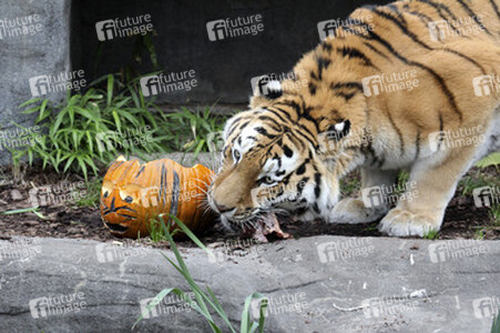 Halloween bei den Sibirischen Tigern, Hamburg