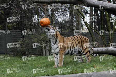 Halloween bei den Sibirischen Tigern, Hamburg
