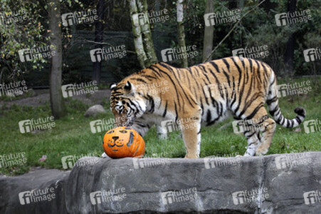 Halloween bei den Sibirischen Tigern, Hamburg