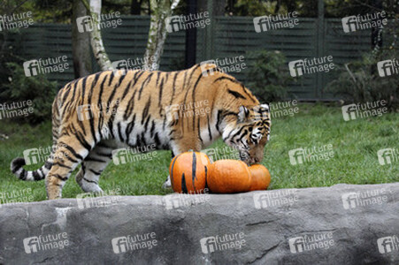 Halloween bei den Sibirischen Tigern, Hamburg