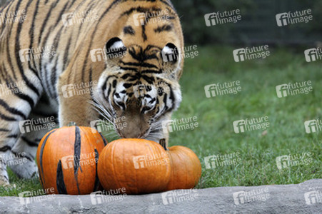 Halloween bei den Sibirischen Tigern, Hamburg