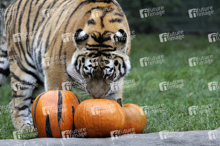 Halloween bei den Sibirischen Tigern, Hamburg