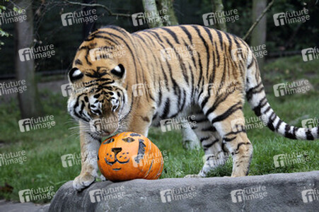 Halloween bei den Sibirischen Tigern, Hamburg