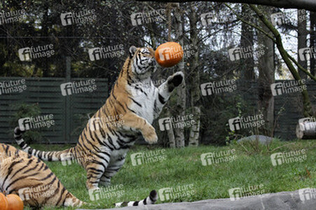 Halloween bei den Sibirischen Tigern, Hamburg