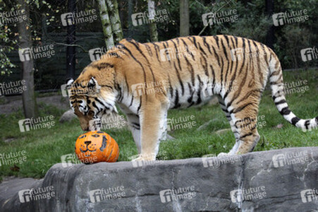 Halloween bei den Sibirischen Tigern, Hamburg