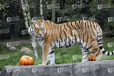 Halloween bei den Sibirischen Tigern, Hamburg