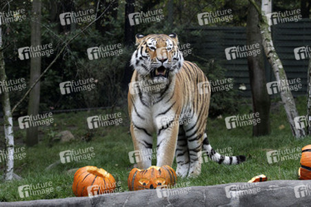 Halloween bei den Sibirischen Tigern, Hamburg