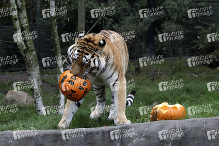 Halloween bei den Sibirischen Tigern, Hamburg