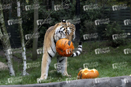 Halloween bei den Sibirischen Tigern, Hamburg