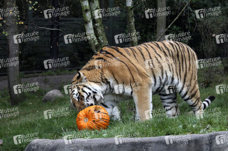 Halloween bei den Sibirischen Tigern, Hamburg