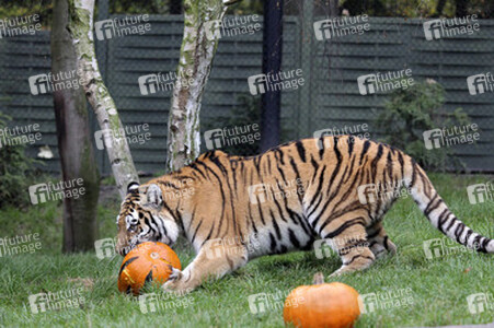 Halloween bei den Sibirischen Tigern, Hamburg