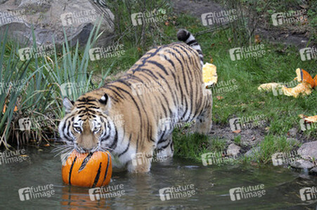 Halloween bei den Sibirischen Tigern, Hamburg