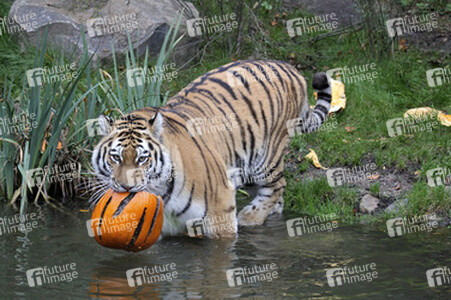 Halloween bei den Sibirischen Tigern, Hamburg