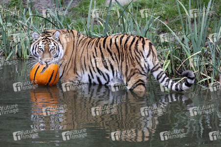 Halloween bei den Sibirischen Tigern, Hamburg