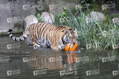 Halloween bei den Sibirischen Tigern, Hamburg