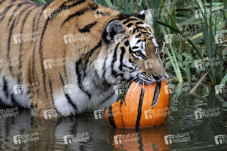 Halloween bei den Sibirischen Tigern, Hamburg