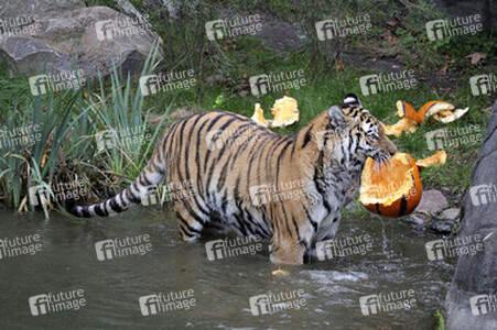 Halloween bei den Sibirischen Tigern, Hamburg