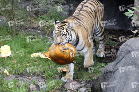 Halloween bei den Sibirischen Tigern, Hamburg