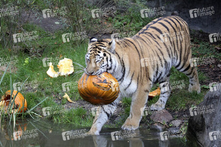 Halloween bei den Sibirischen Tigern, Hamburg