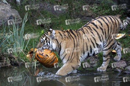 Halloween bei den Sibirischen Tigern, Hamburg