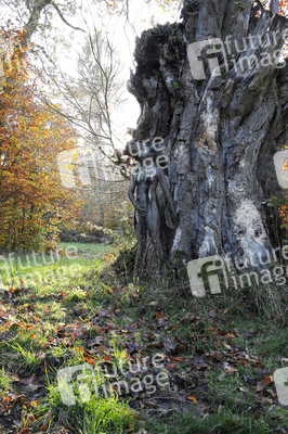 Herbst / Autumn Bodypainting
